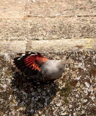 Oiseaux au Château Royal d'Amboise refuge LPO