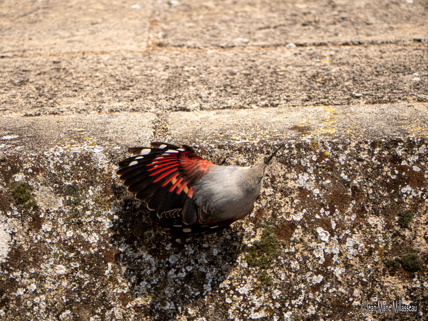 Oiseaux au  Château Royal d'Amboise refuge LPO