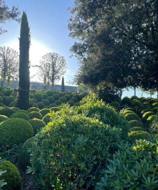 Buis en boule dans les jardins du Château Royal d'Amboise