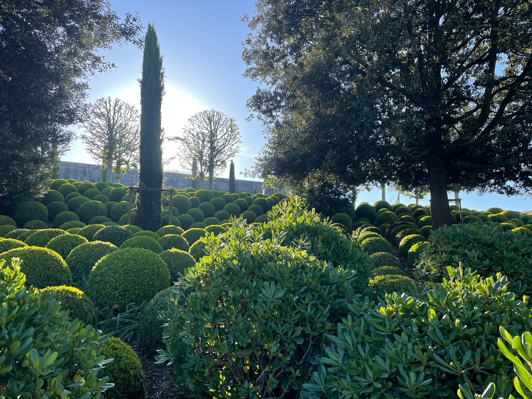 Buis en boule dans les jardins du  Château Royal d'Amboise