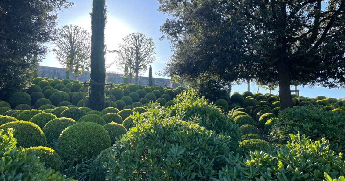 Photo des topiaires de buis dans le parc du Château Royal d'Amboise