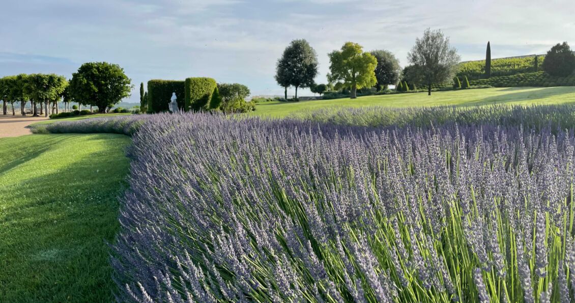 Photo des lavandes dans le parc du Château Royal d'Amboise