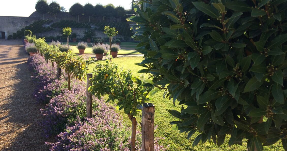 Plantation dans  le  parc du Château Royal d'Amboise