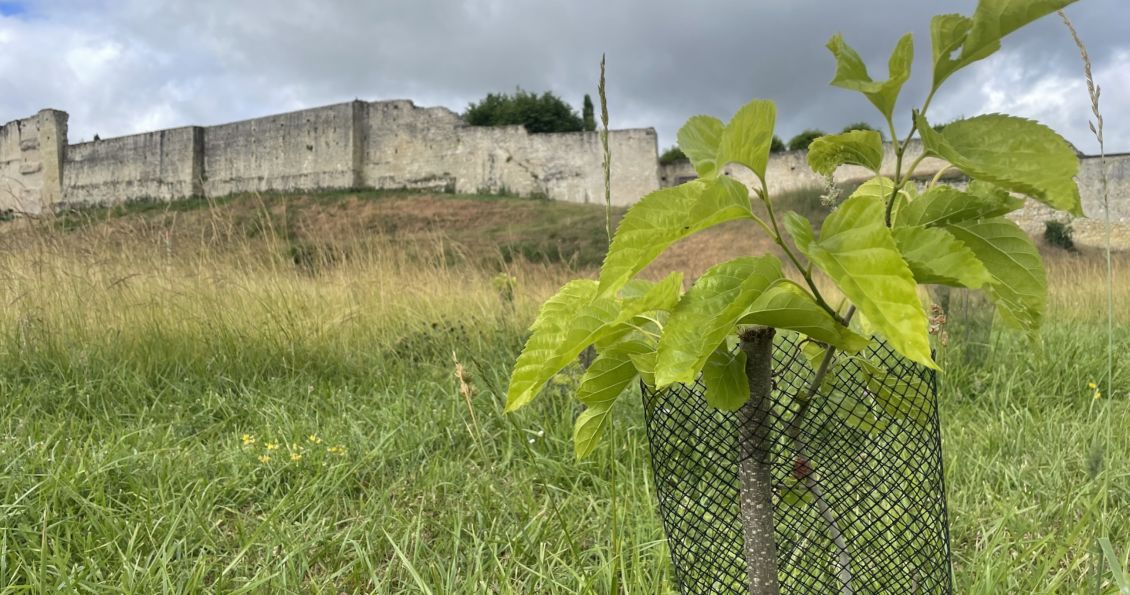 Plantation arbre avec vue sur les remparts  du Château Royal d'Amboise