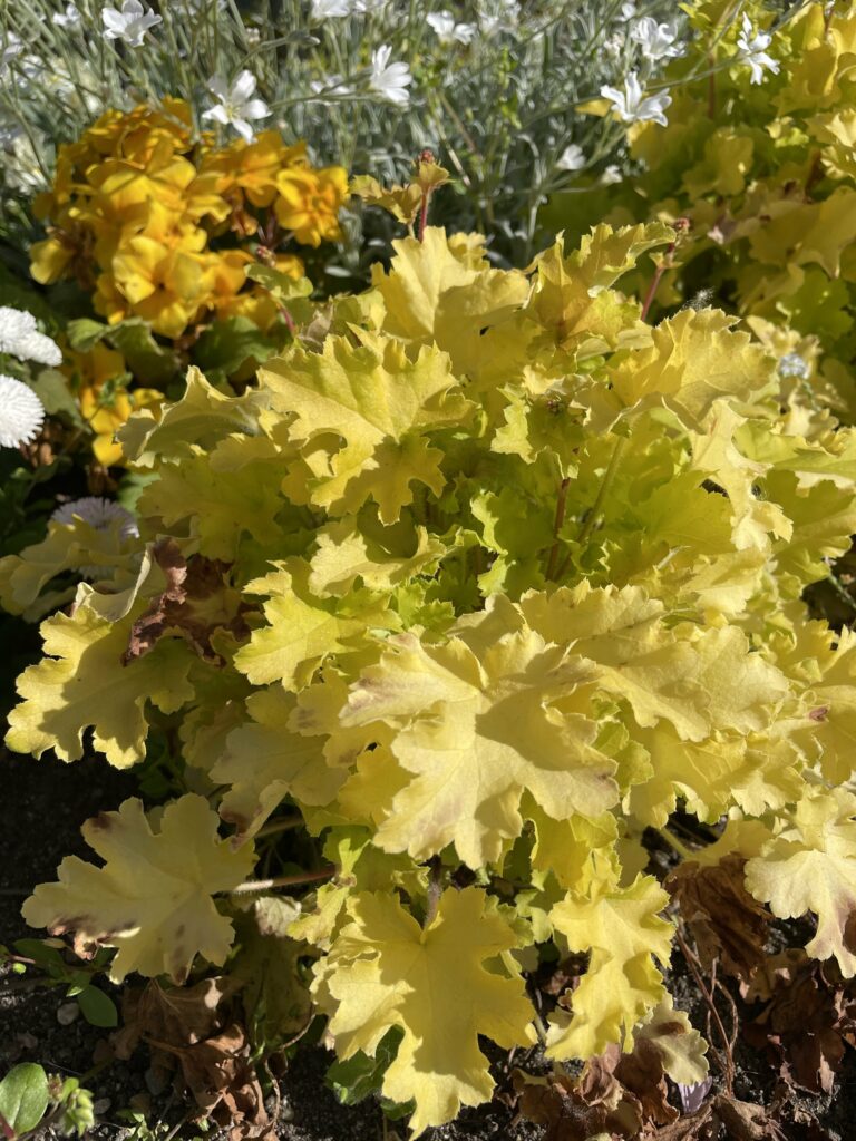 Heuchera Lime marmelade jaune
