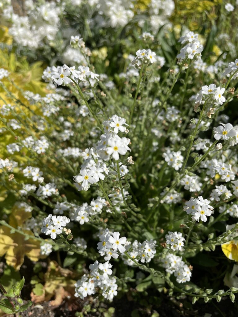 Myosotis Victoria blanc