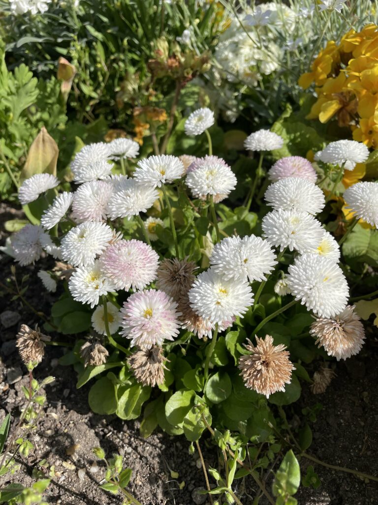 Pâquerettes Bellissima blanches