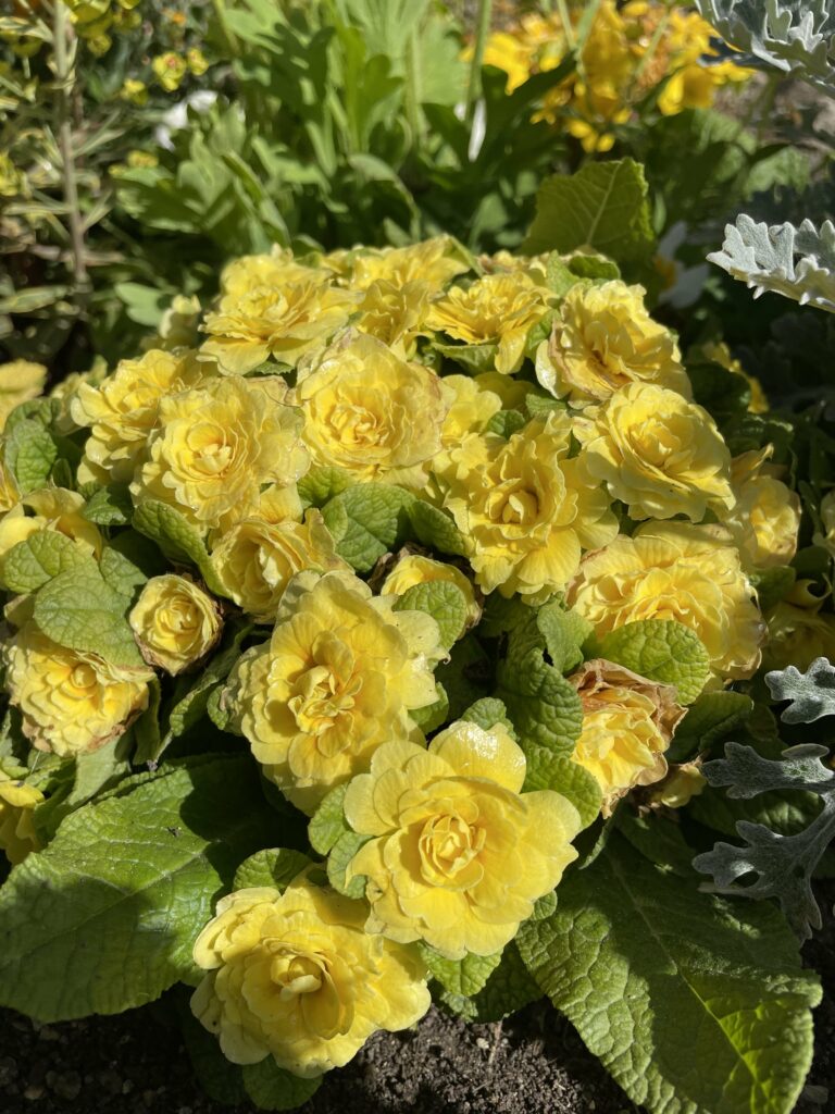 Primevères doubles Belarina Buttercup